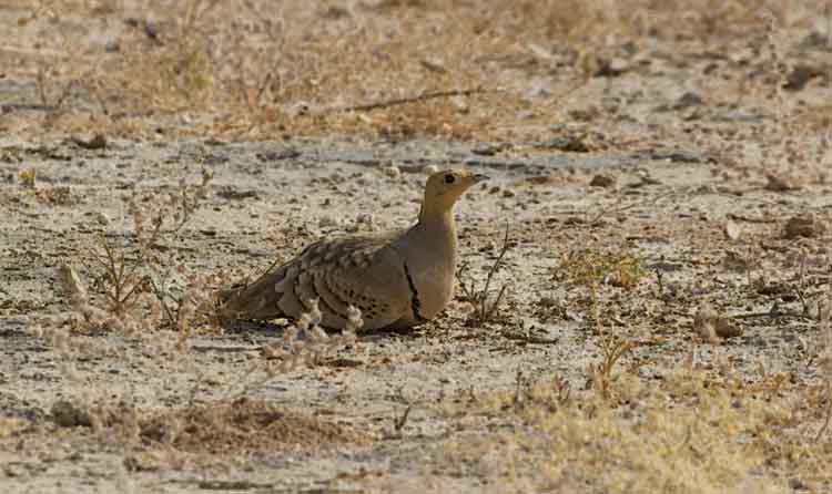 Jaisalmer Desert National Park