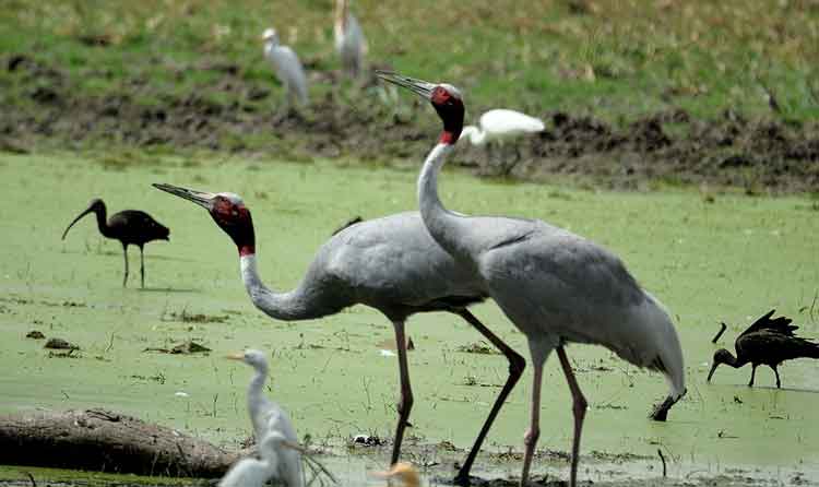 Keoladeo Ghana National Park