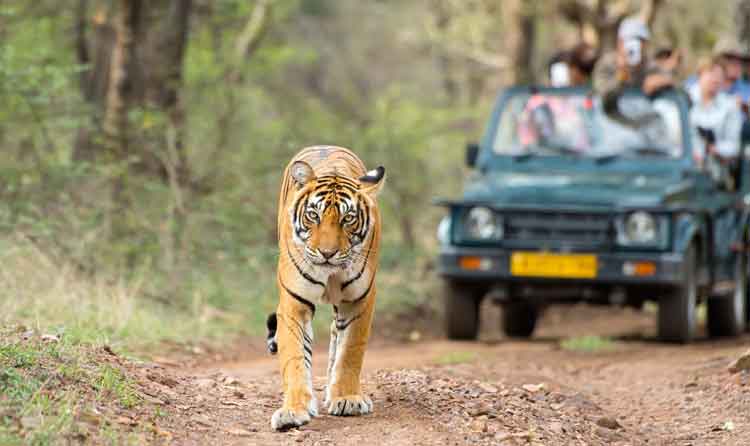 Ranthambore