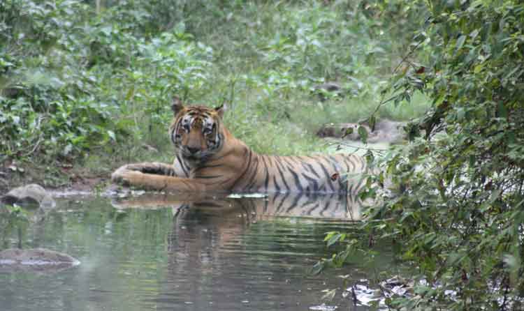 Sariska Tiger Reserve